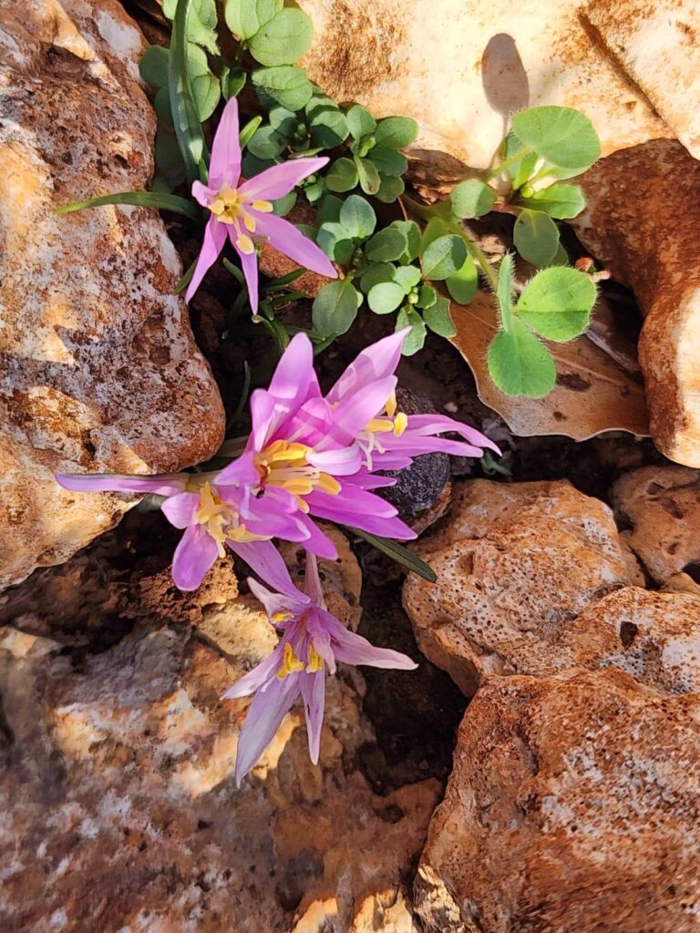 WhatsApp Image 2025-06-12 at 12.24.34 (2)