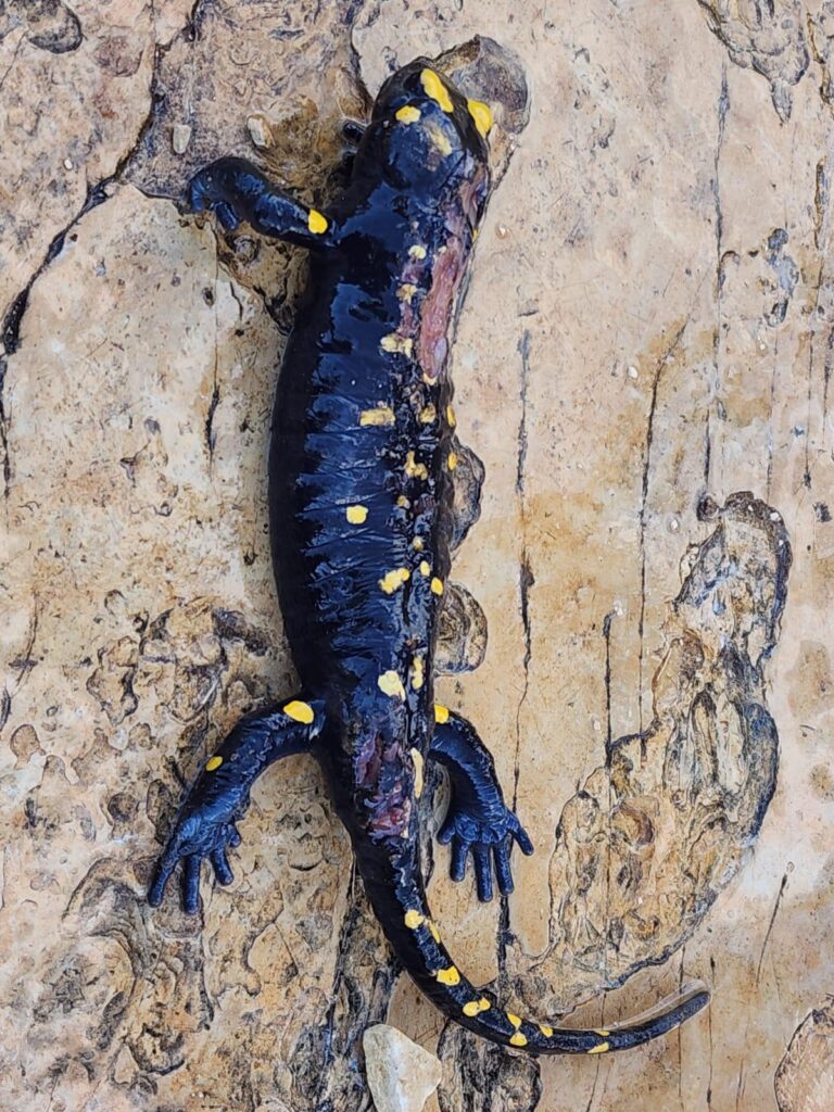 WhatsApp Image 2025-06-12 at 12.24.34 (3)