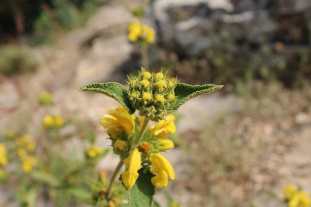 WhatsApp Image 2025-06-13 at 17.24.14